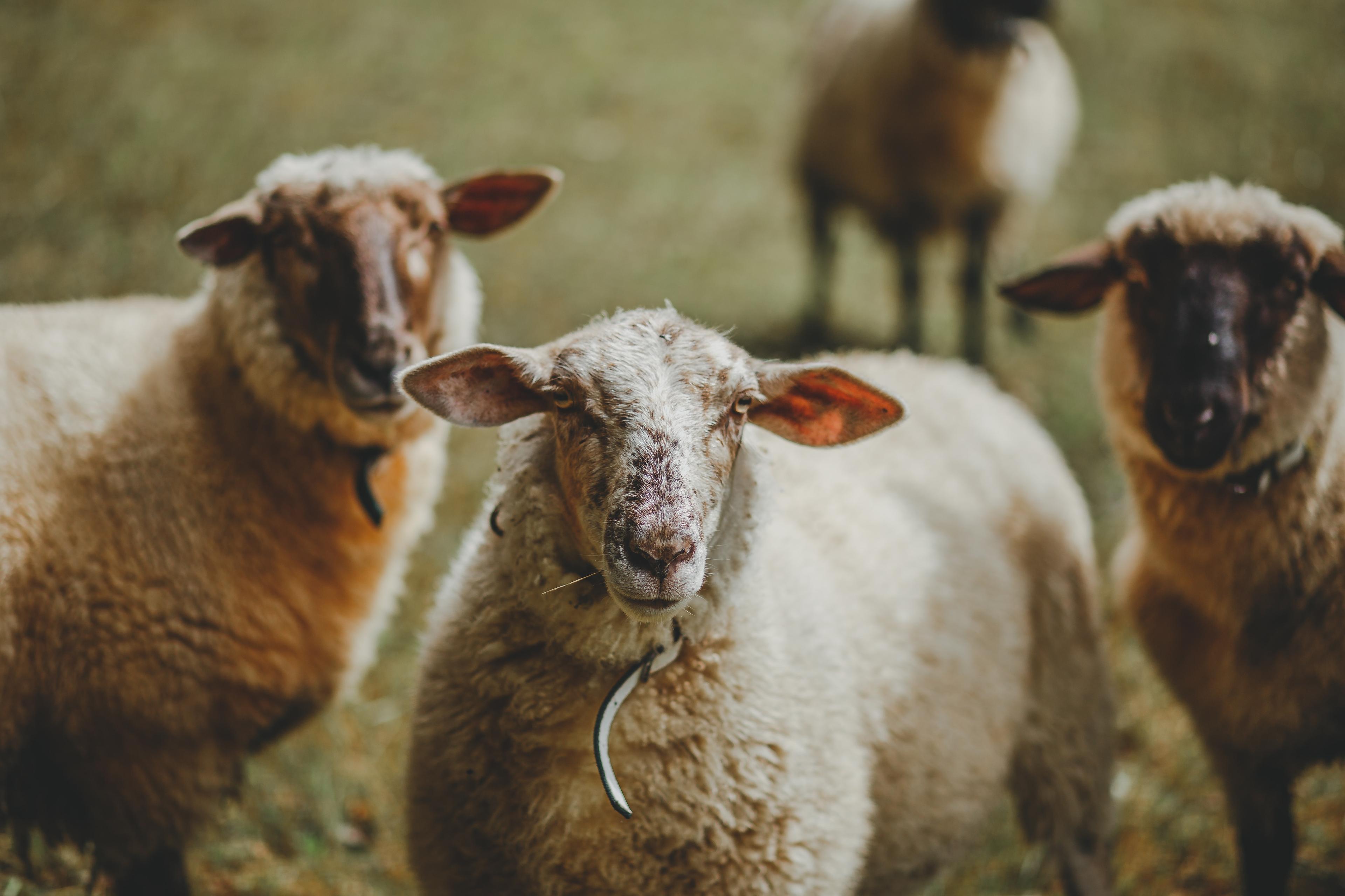 Livestock and Seafood in Algeria